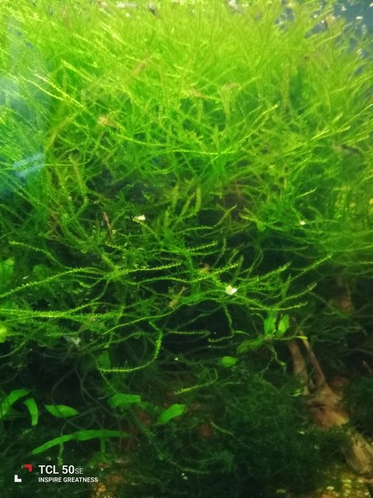 Musgo Java planta aquática de fácil manutenção.