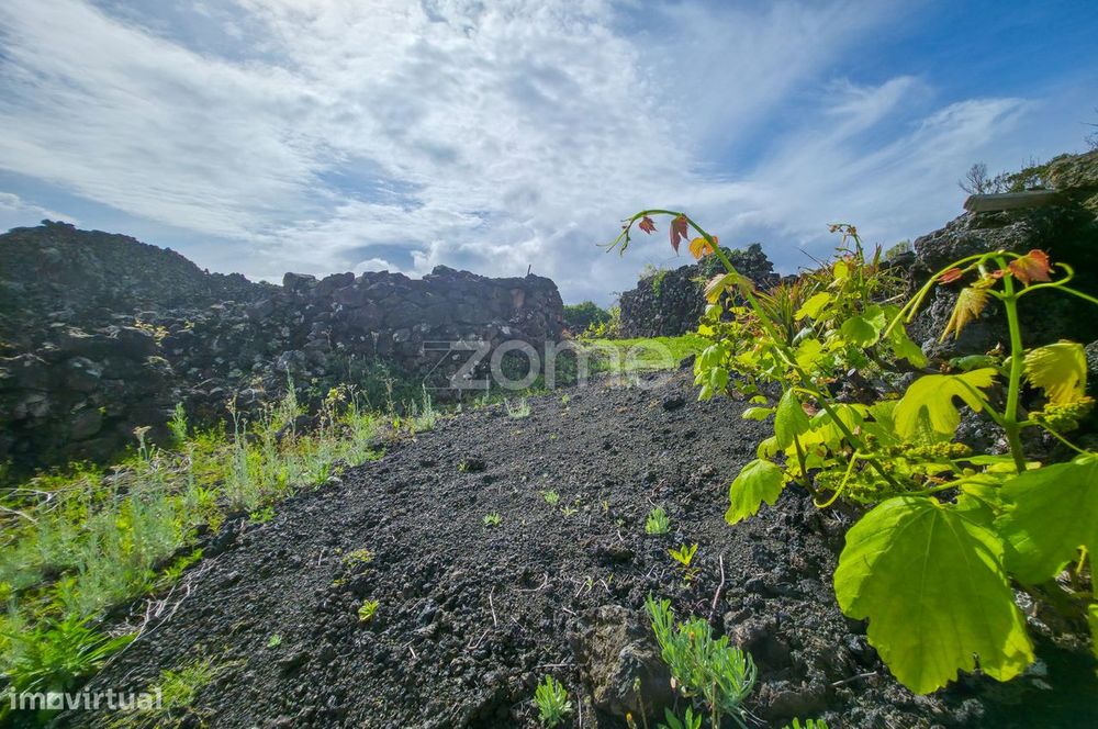 Terreno Rústico com Vinha nos Toledos, Madalena, Ilha do Pico