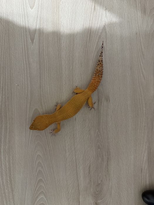 Gekon lamparci samiec Super Hypo Tangerine
