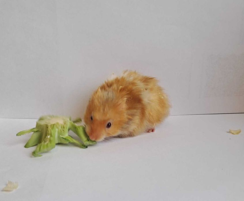 Chomik syryjski, chomiczek syryjski