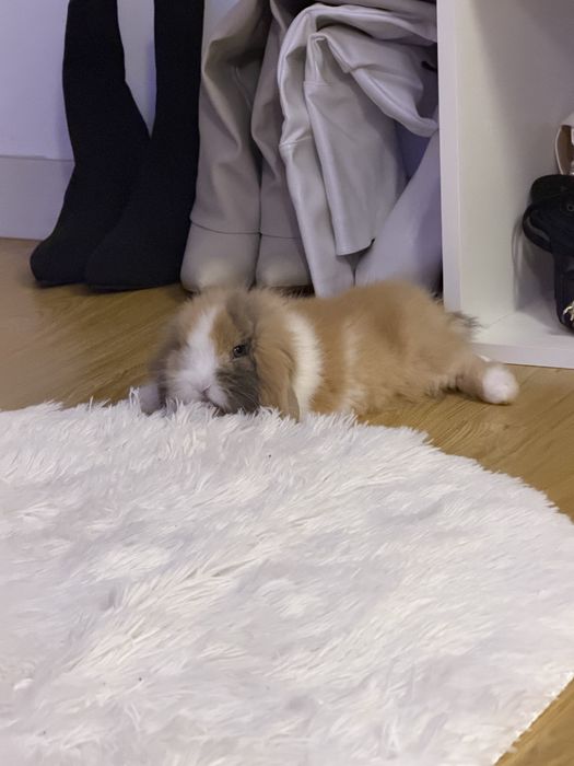 Coelho Mini Lop Femea