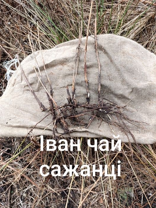 Іван чай.      сажанці