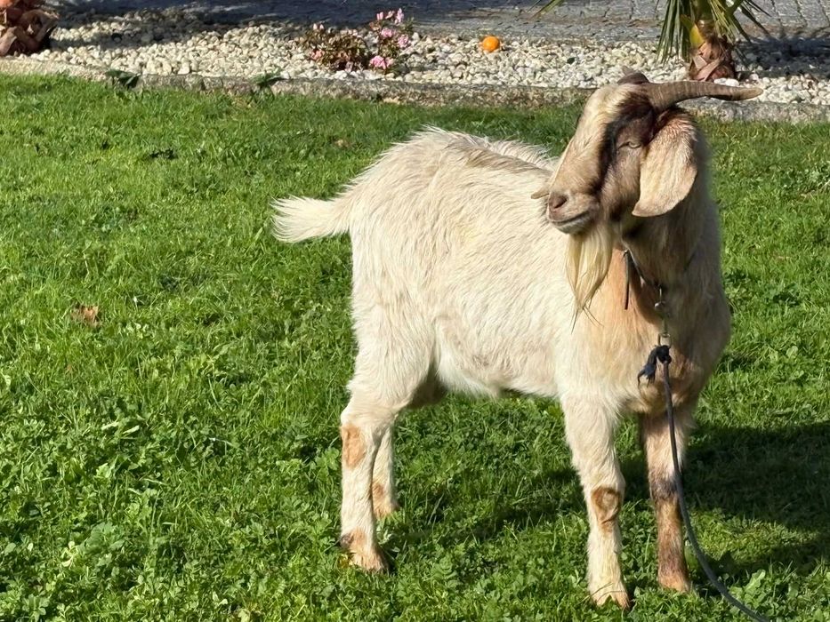 Cabrito Boer Macho