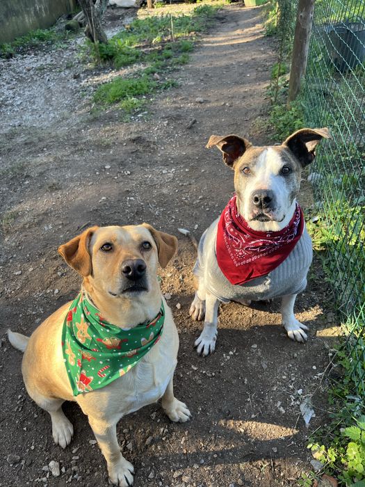 Adoção MILAGRE para um Cão Especial