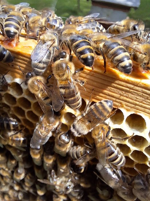 Miód o smaku natury z lasu