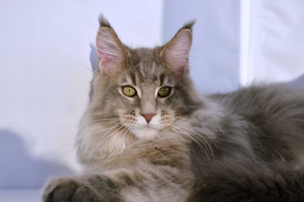 Мейн кун. Мальчик 4 мес.