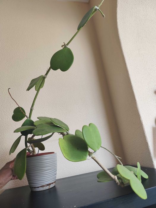 Trepadeira Hoya Kerrii