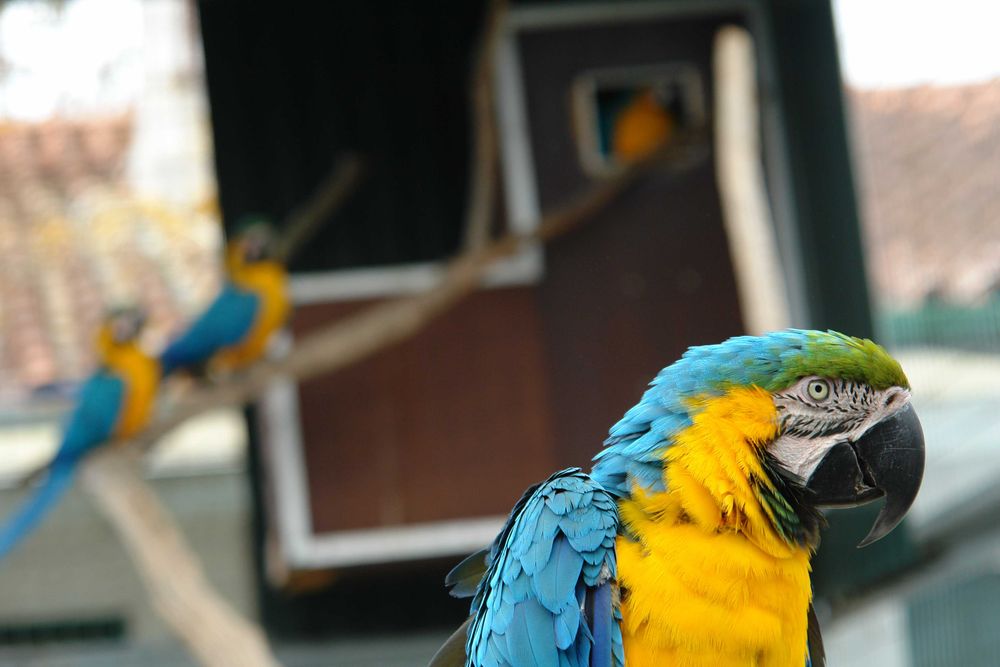 Ara Ararauna  azul e amarela