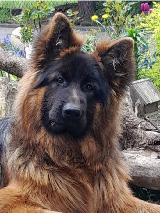 Owczarek niemiecki długowłosy suczka