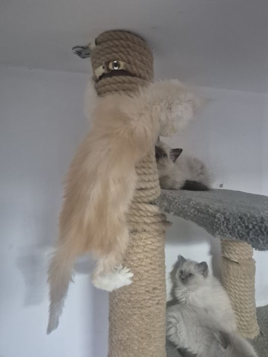 Śliczny kocurek Maine coon