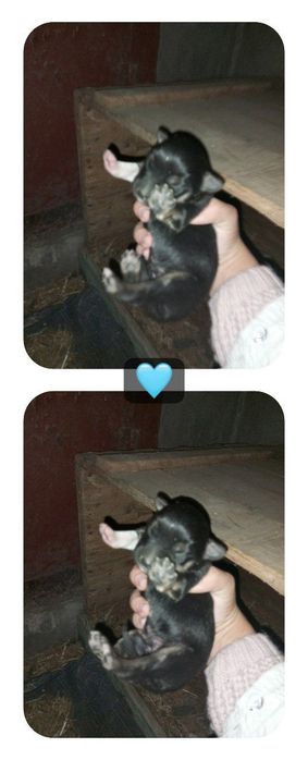 Помісь німецької вівчарки