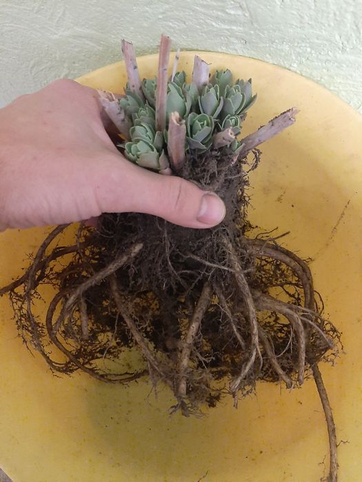 Продам излишки Очиток видный очиток высокий розовый многолетний