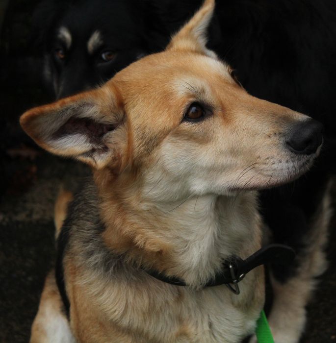 Zina- młoda suczka do adopcji!