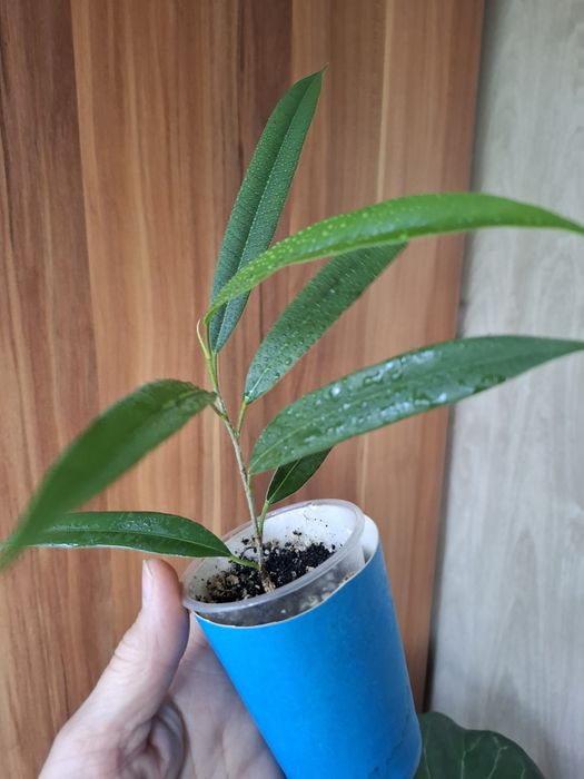 Продам фикус Али
