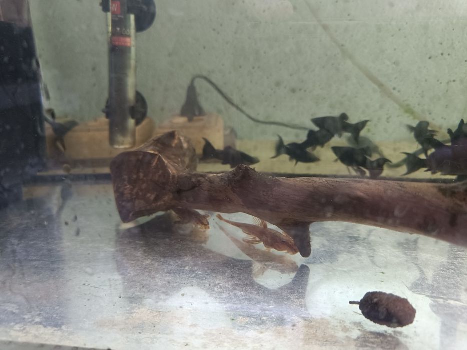 Лорикария красная гнездо