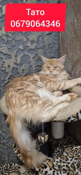 Кошенята Мейн кун