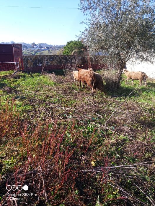 Carneiro  de raça lacone