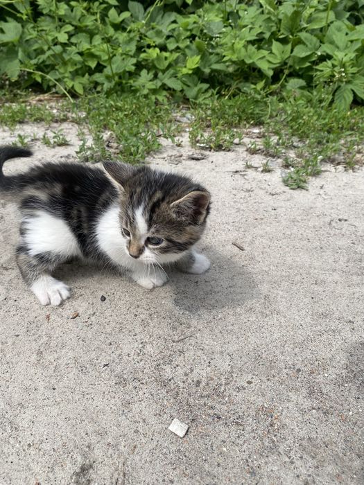 Кошенята безоплатно