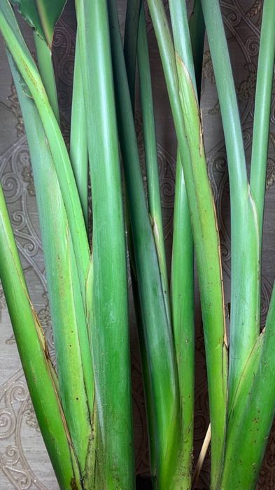 Стрелиция Reginа   h 165 cм