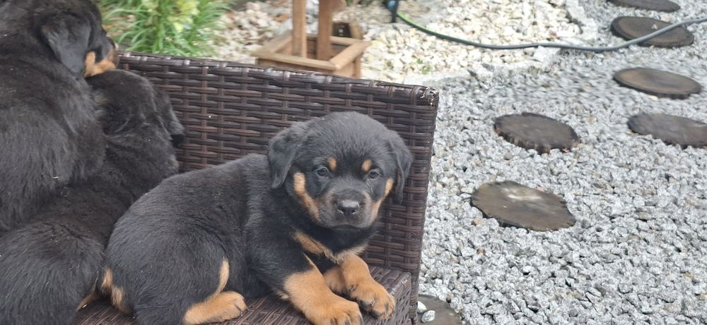 Rottweiler z metryką