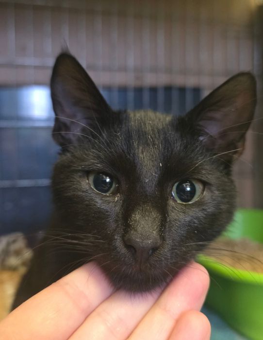 Kocurki proszą o dom