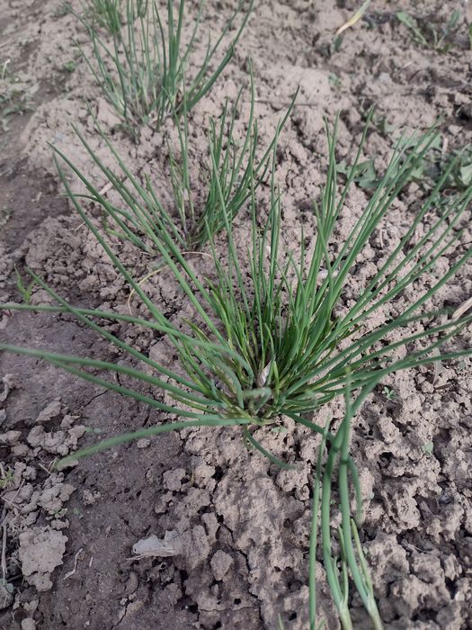 Цибуля шніт розсада