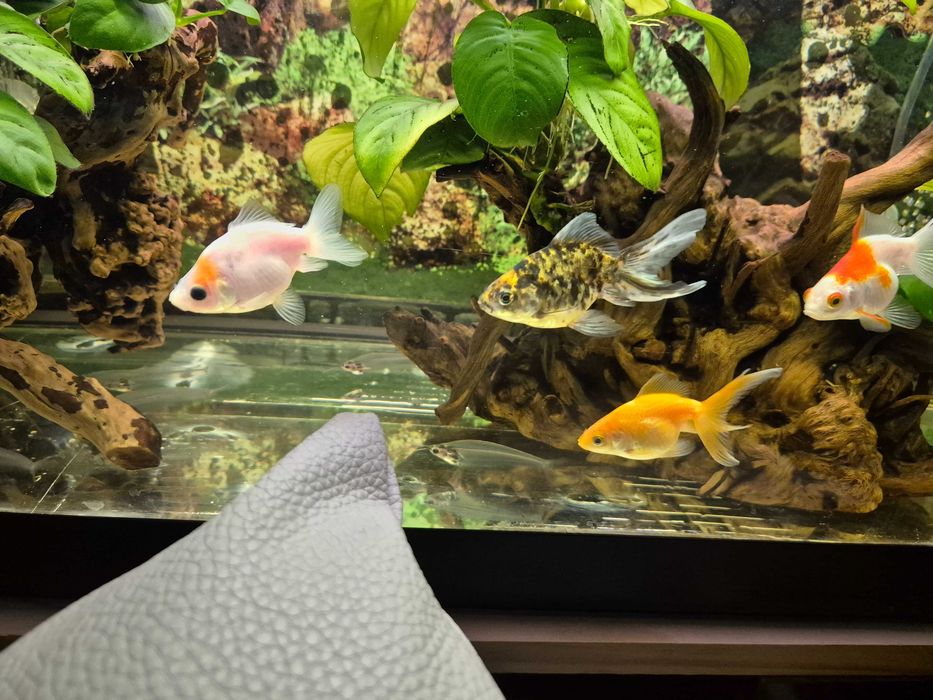 Peixe aqua fria (le o anúncio)