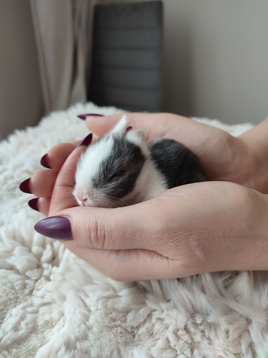Króliczki miniaturki