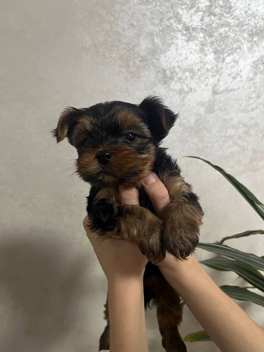 цуценята йоркширського тер’єра міні