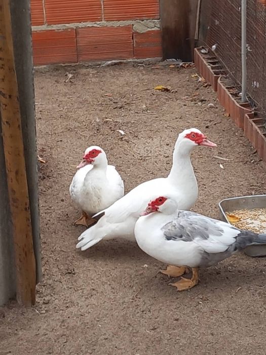 Patos kakis,e patas mudas