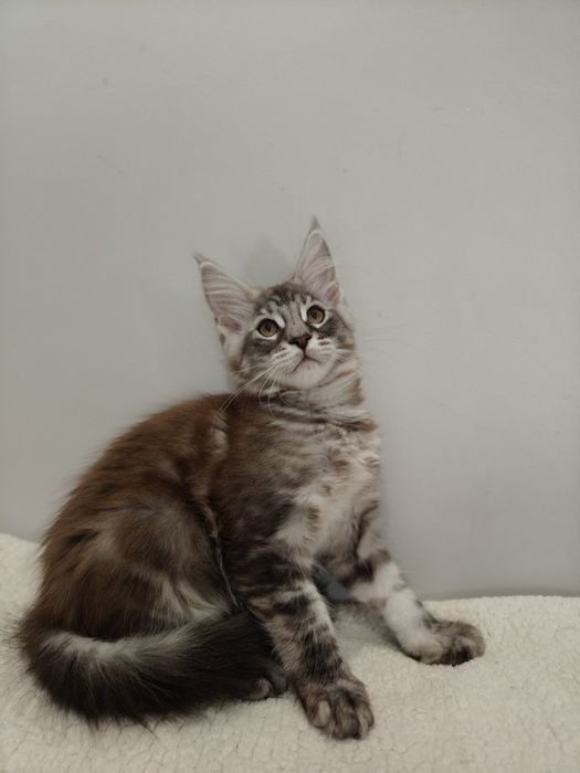 Kocurek Ptyś  Maine coon