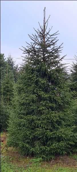 Stroisz świerkowy,Gałęzie świerkowe Koziegłowy • OLX.pl