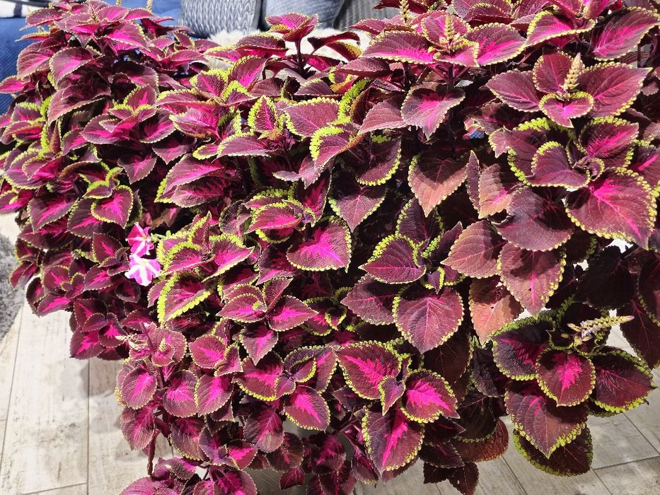 Pokrzywa ozdobna  koleus