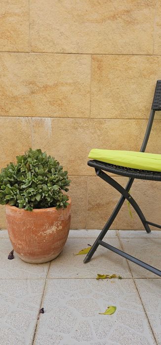 Crassula (suculenta ondulada) – planta compacta e cheia, ±40cm, em vaso de barro envelhecido