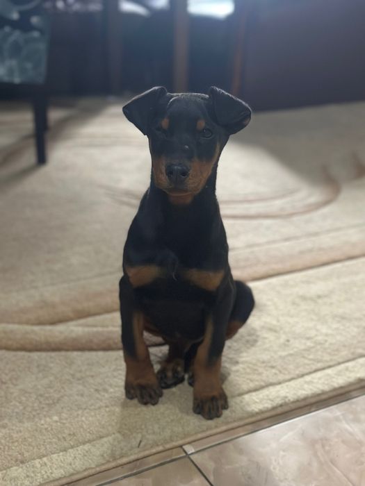 Щенята добермана