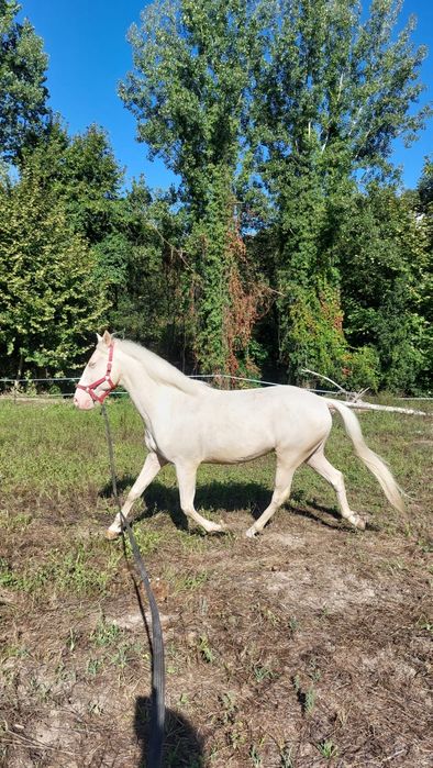 Cavalo com livro verde
