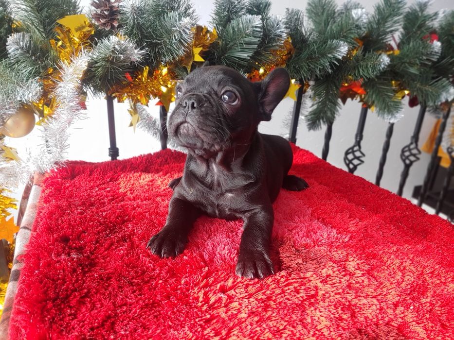 Щенята Французького  бульдога