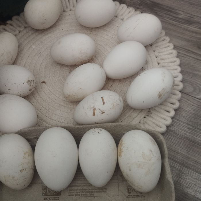 Jaja lęgowe  gęsi chołmogora i tuluskiej