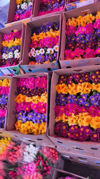 газанія, обріета, маргаритка, квіти оптом, доставка Київ\Троєщина