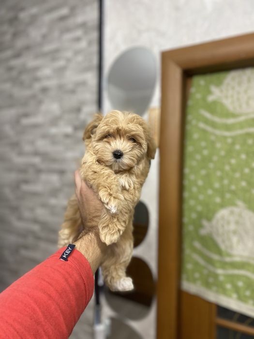 Мальтіпу (мальтипу) гарні дітки