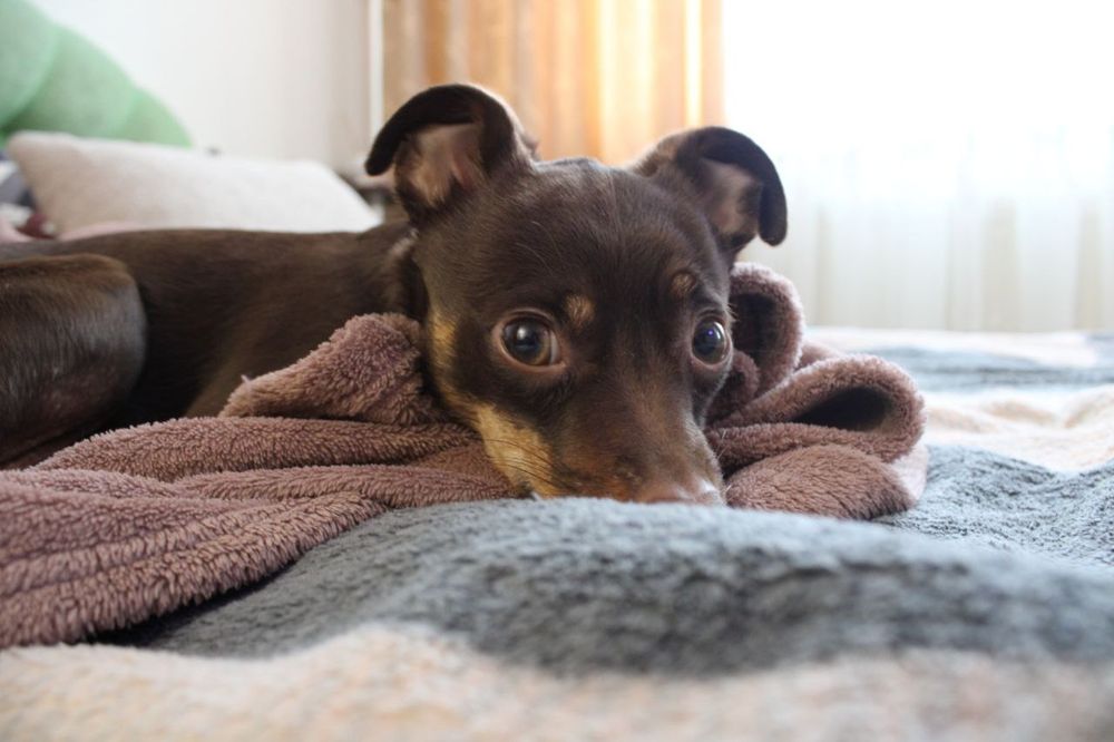 В'язка той тер'єр (стандарт, 4 роки 3,3 кг)