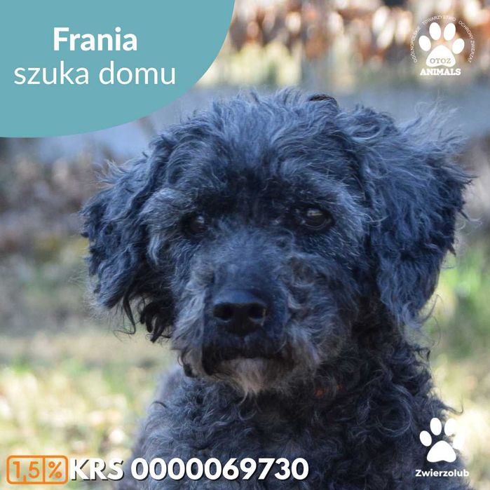 Spokojna sunia szuka domu - poznaj Kinię!