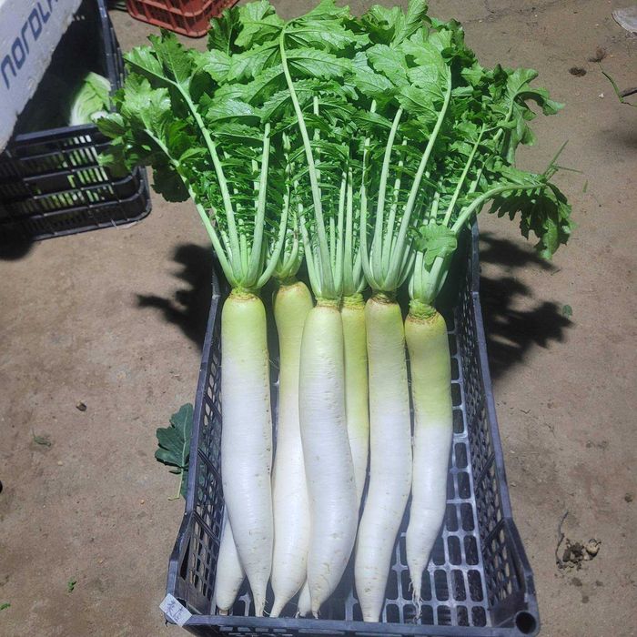 Legumes frescos de cultivo próprio à venda