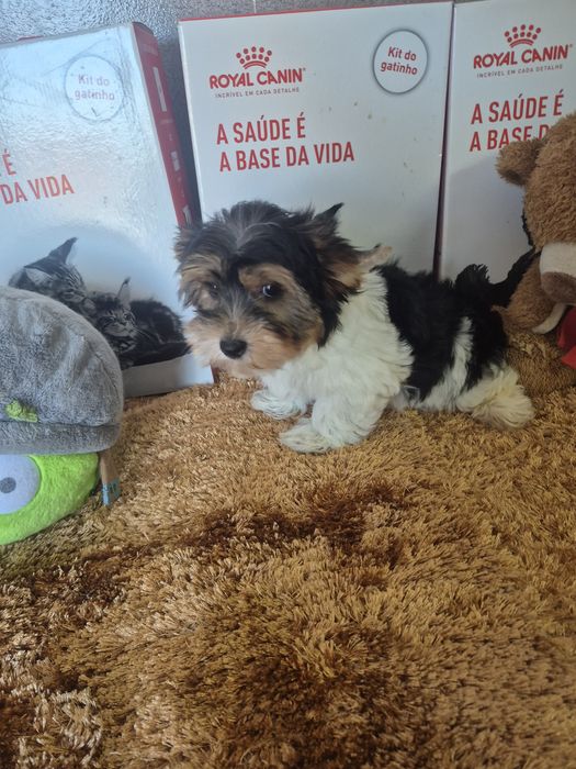 Biewer  Terrier Macho  Criadora Registada PT3088FL