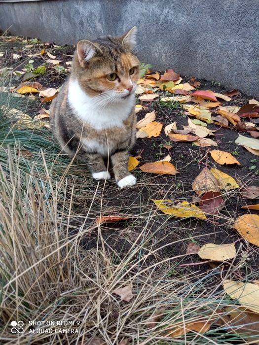 Кішка Маруся шукає родину