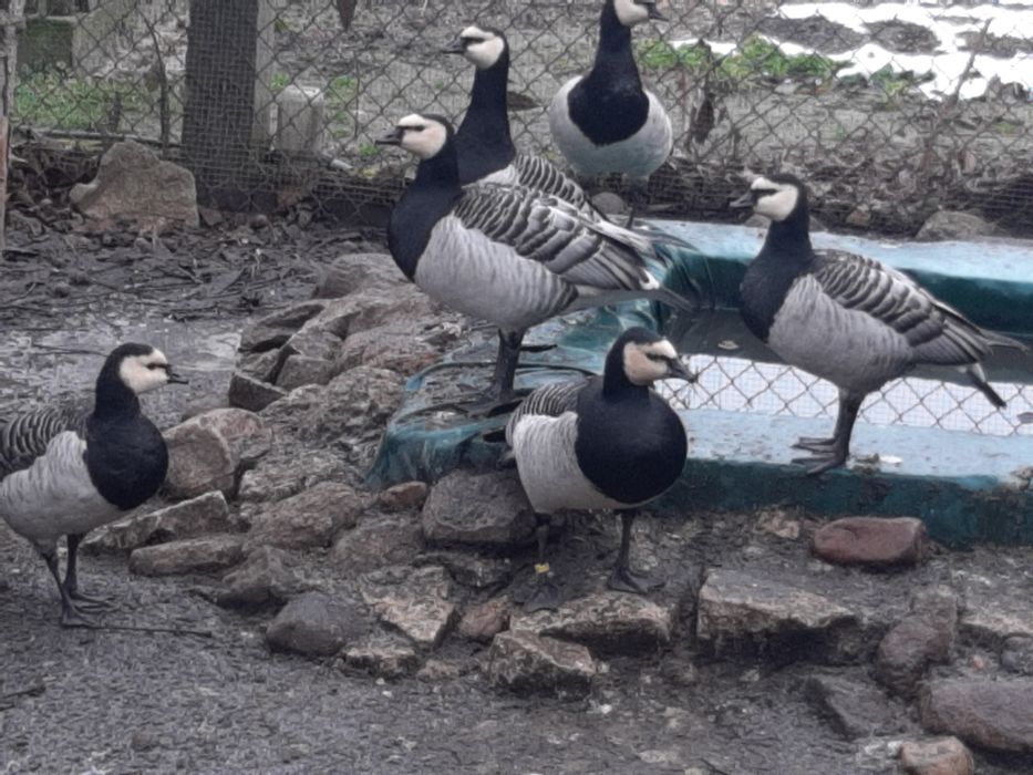 Ptaki ozdobne gęsi bernikle