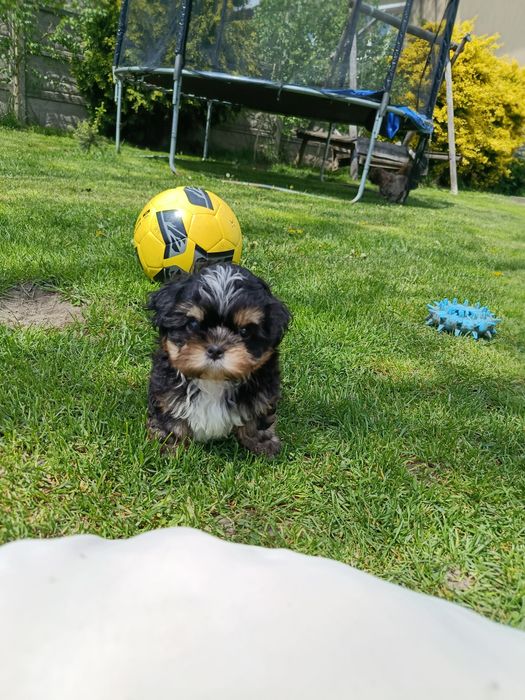 Shih tzu szczeniaki gotowe do odbioru osobistego