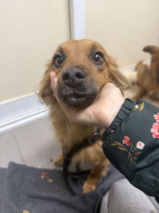 Ariel, cadelinha com 2 anos porte pequeno para adoção responsável