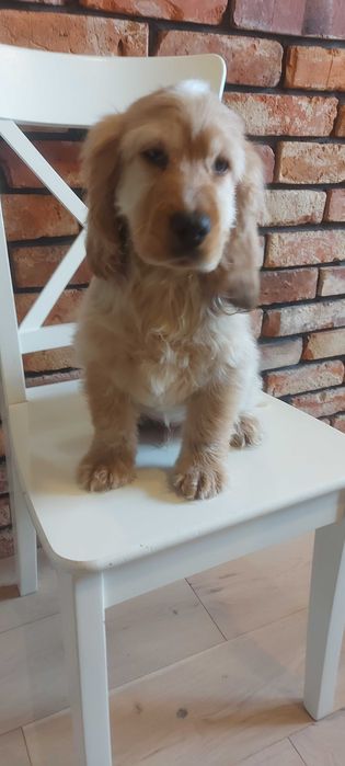 Cocker spaniel angielski Śliczny chłopczyk do odbioru