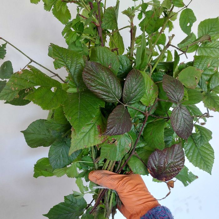 Dla pani Zuzanny mała wiązunia pędow jeżyn